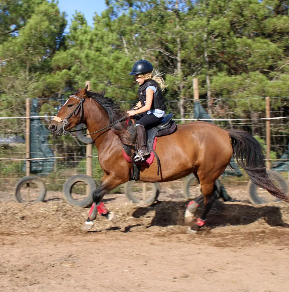 Horseback riding lessons